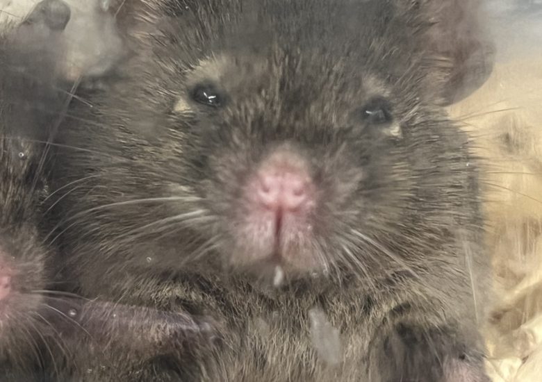 MOUSE
